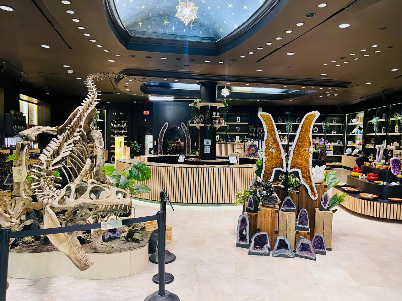 The Mall of Georgia flagship seen from the concourse, a mounted skeleton and two agate wing displays in front of the counter